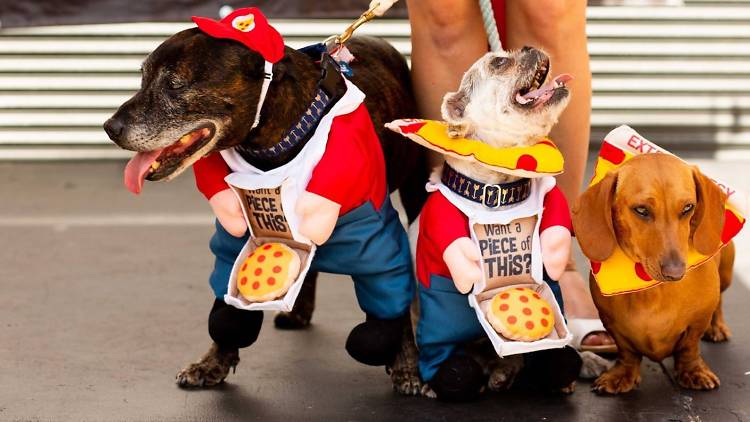 Three dogs in pizza delivery boy costumes.