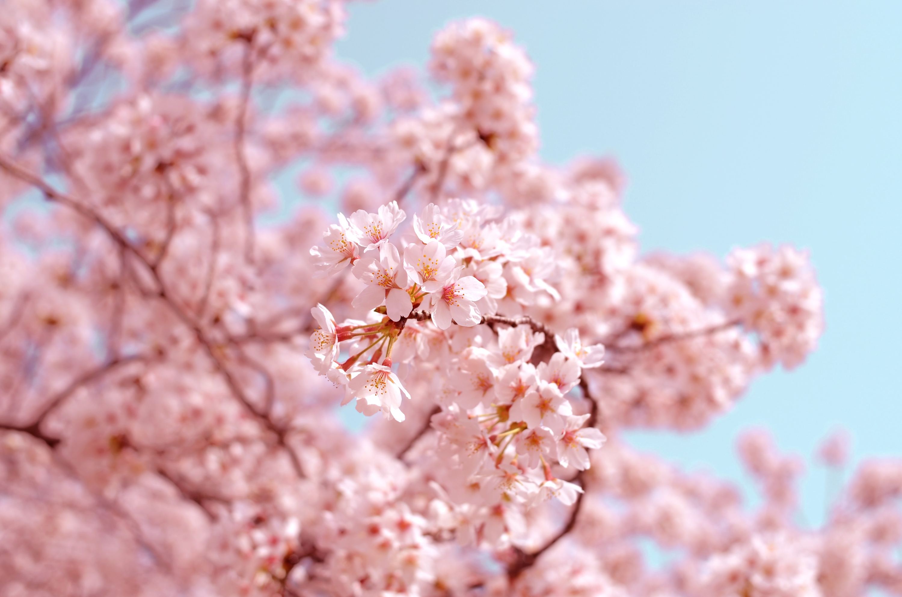 Cherry Blossoms 2020 Forecast Blooms Expected Earlier Than Usual