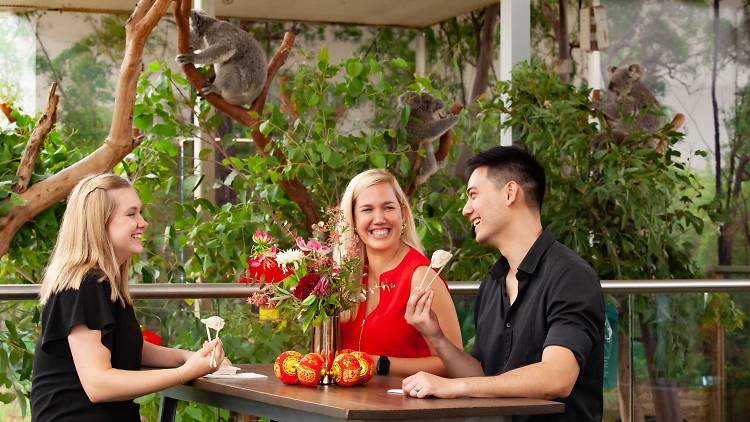 Three people sit at a table eating dumplings next to four koalas snoozing in gum trees.