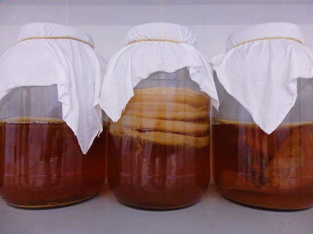 A primeira fábrica de produção de kombucha no Norte do país é a Camellia A primeira fábrica de produção de kombucha no Norte do país é a Camellia