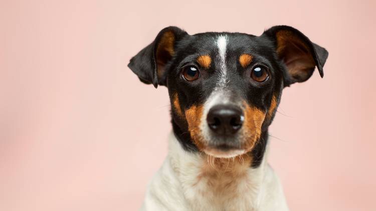 11 Spots For Pet Adoption In Nyc To Find Your New Best Friend