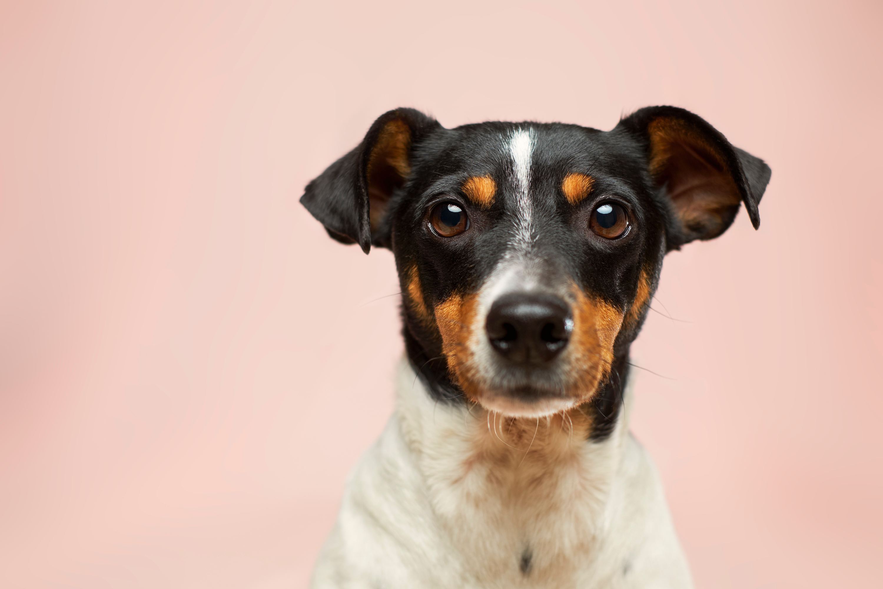 Best dog adoption store websites