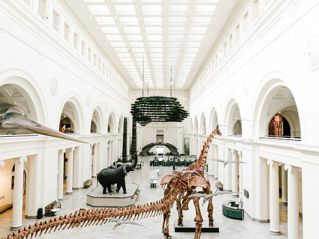 How to visit some of Chicago’s best museums without leaving your house The Field Museum, Maximo