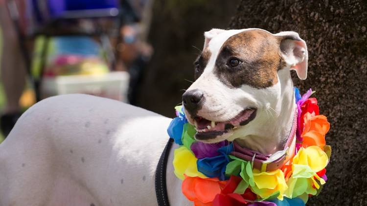 A dog wearing a colourful fake flower garland