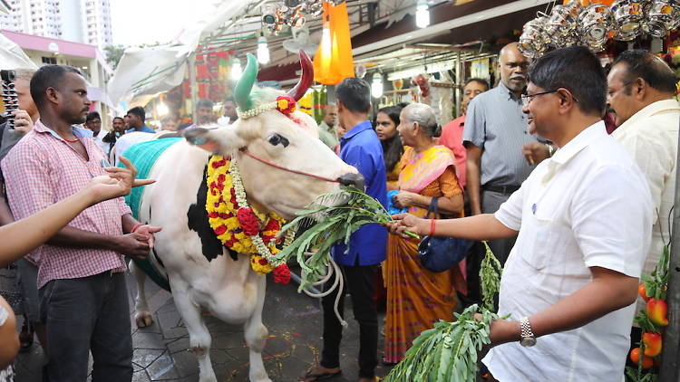 Pongal Harvest
