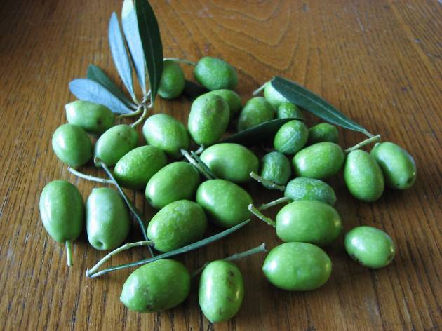Olives Olives