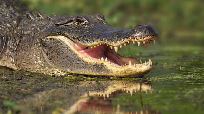 Make it snappy! London could be getting an alligator park in an old gasholder