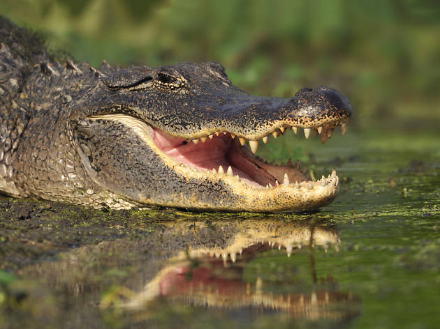 Alligator Alligator