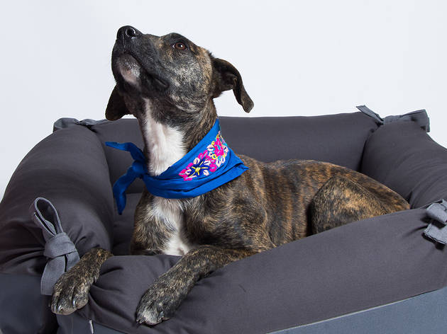 Canuto Canuto, productos para perros en colaboración con artesanos mexicanos