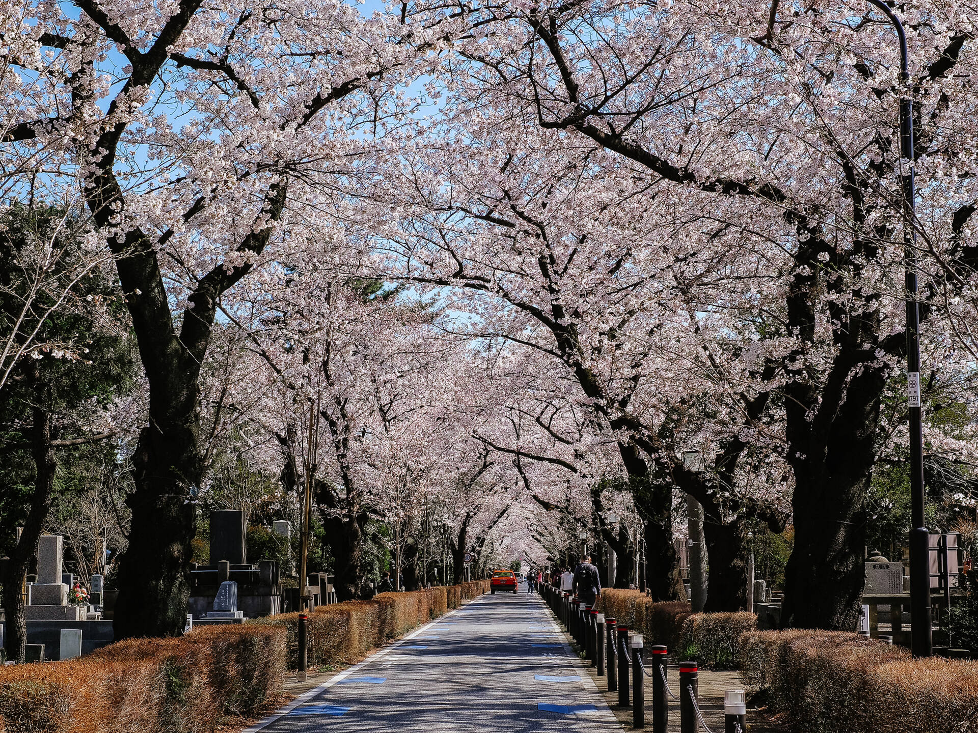 Cherry blossoms in Tokyo 2024: 17 best places to see sakura in Tokyo