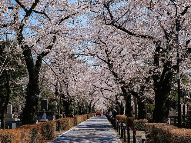 Aoyama Cemetery Things To Do In Aoyama Tokyo
