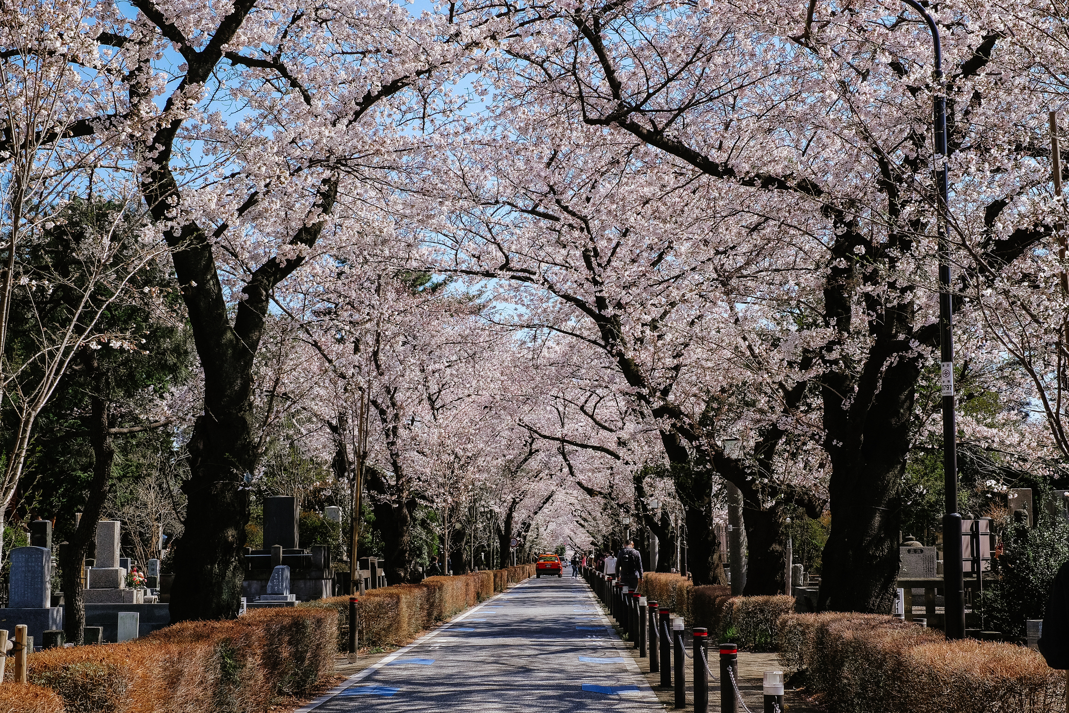 Сакура черри блоссом. Япония апрель 2024. Япония апрель 2024. Киото цветение сакуры. Ханами парк уэно.