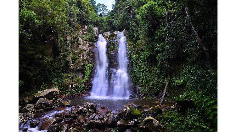 Discover an ancient rainforest and lookout for whales