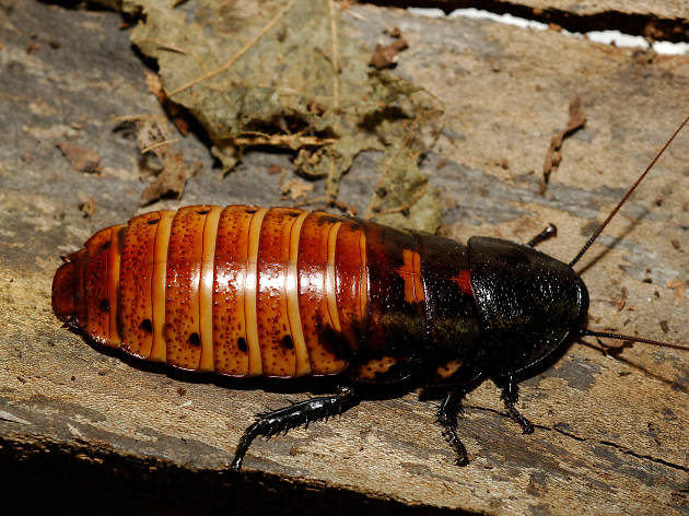 Name a roach Name a roach
