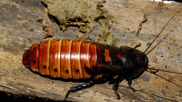 Bronx Zoo's Name A Roach