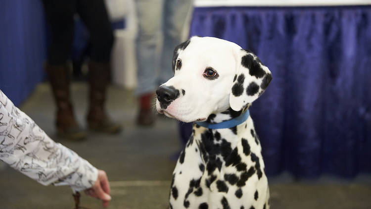 Meet the Breeds