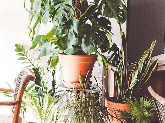 How Not to Kill Your Houseplants How Not to Kill Your Houseplants