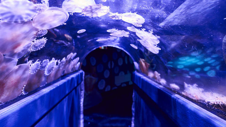 Jellyfish in domed tank walkway