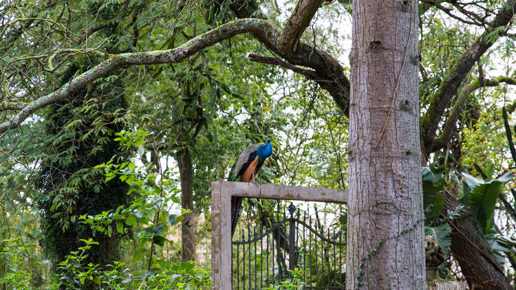 Jardim Botânico Tropical