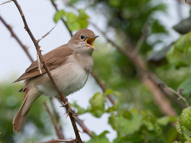 Bird singing stock picture Bird singing