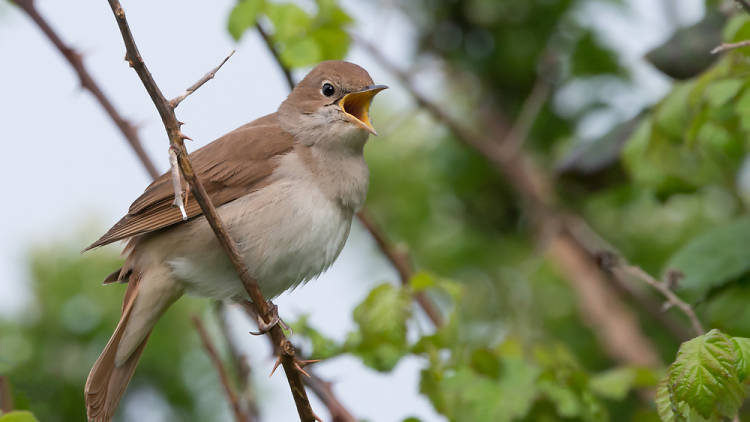 The one where you learn about birdsong 