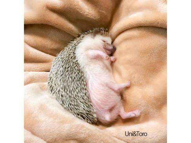 ハリジェニック展