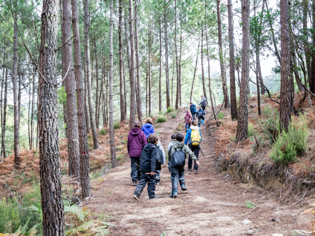 Famílias na floresta sintra Famílias na floresta sintra