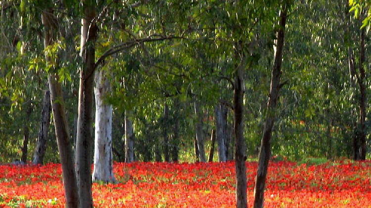 Anemones, Anemones: The Red South