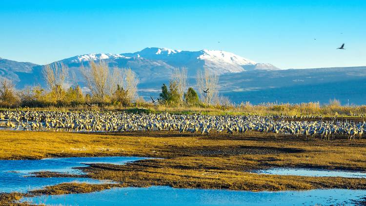 Fly into Nature: Hula Valley