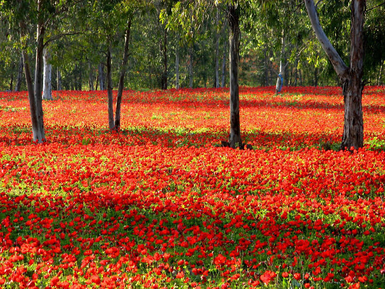 Anemones, Anemones: The Red South