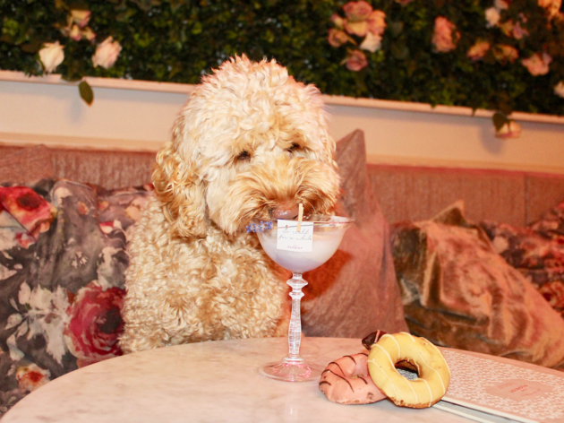 Cockapoo Café Cockapoo Café