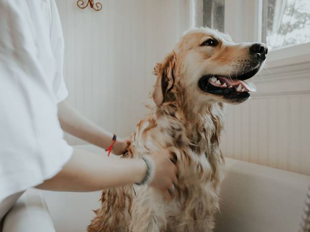 Banho para cães Banho para cães
