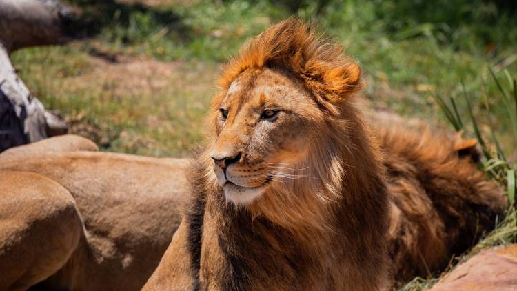 Take a walk on the wild side at Sydney Zoo