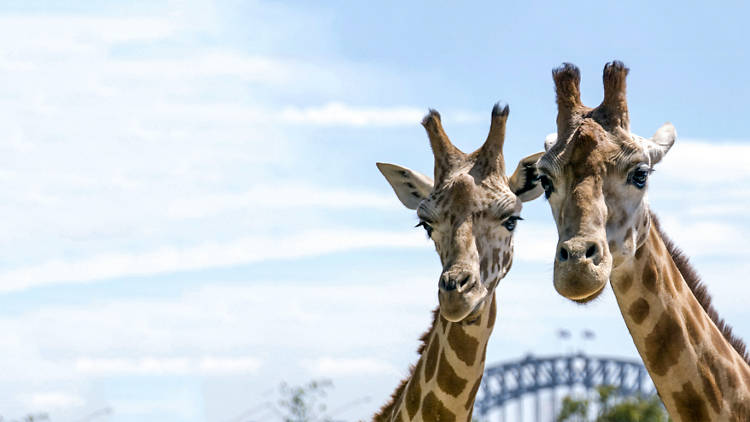 Two giraffes at Taronga Zoo