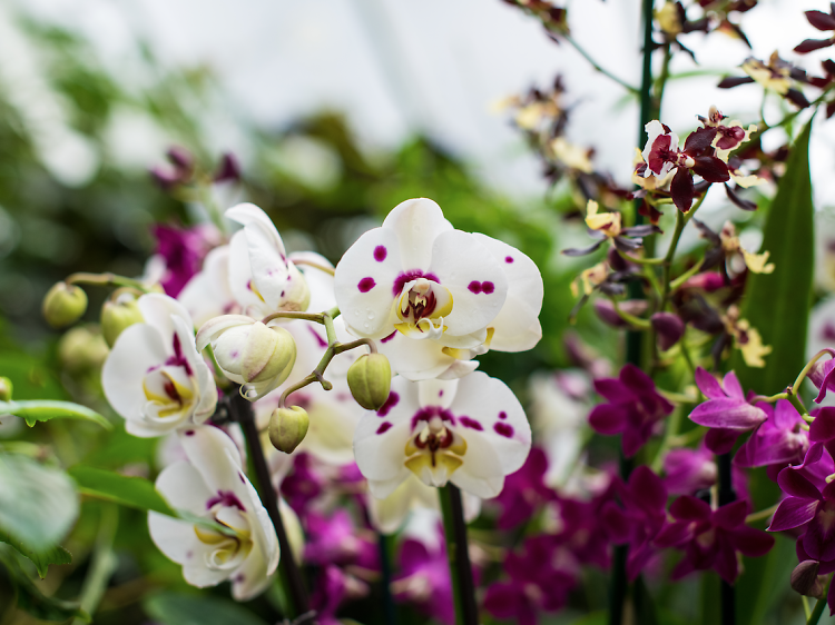 Stay in Kew’s steamy hot houses after hours at an orchid late