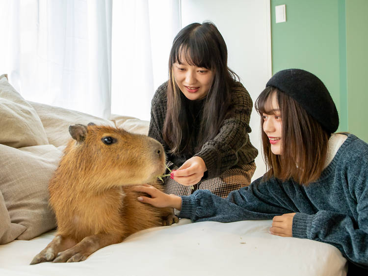 Cats and Dogs Cafe: Tokyo Oshiage