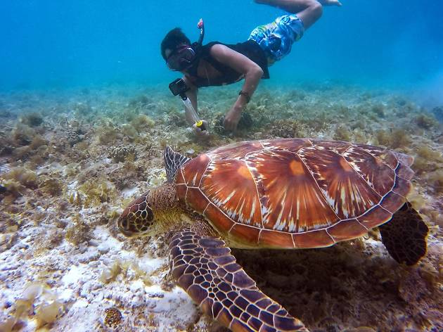 Sea turtle Sea turtle