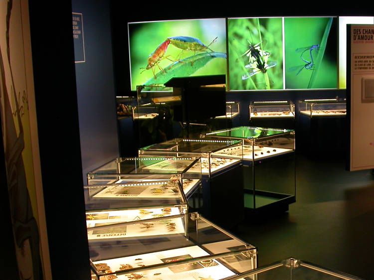 Insectarium