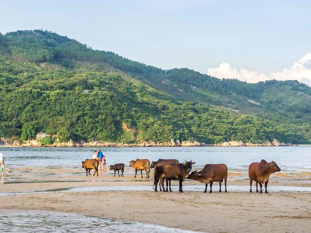 Mui Wo-Shutterstock13-02-2020 Mui Wo-Shutterstock13-02-2020