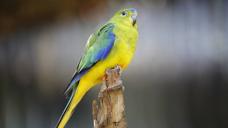 Orange bellied parrot for Werribee Zoo