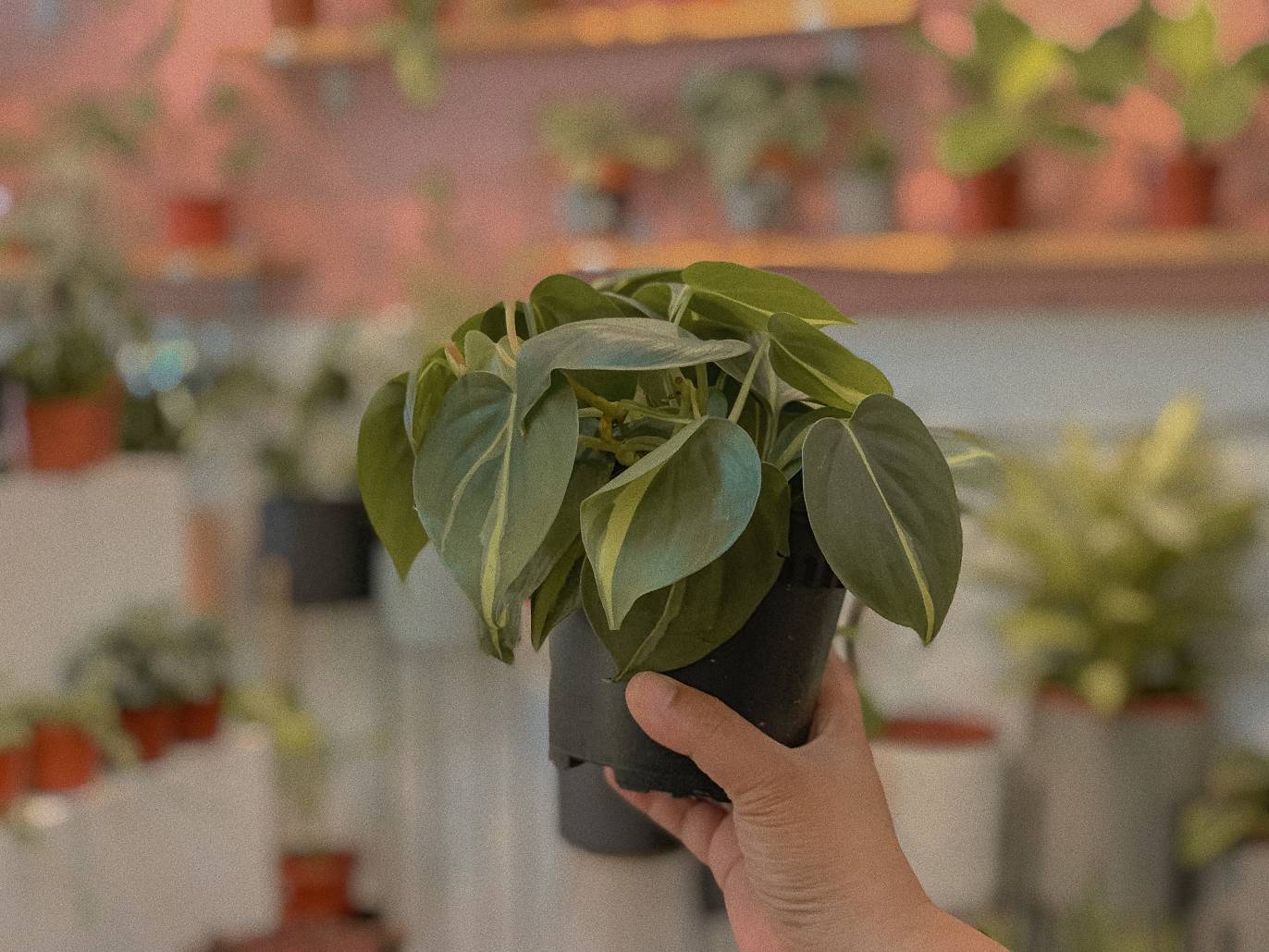 15 Best Plant Shops in Singapore For Starting Your Indoor Garden