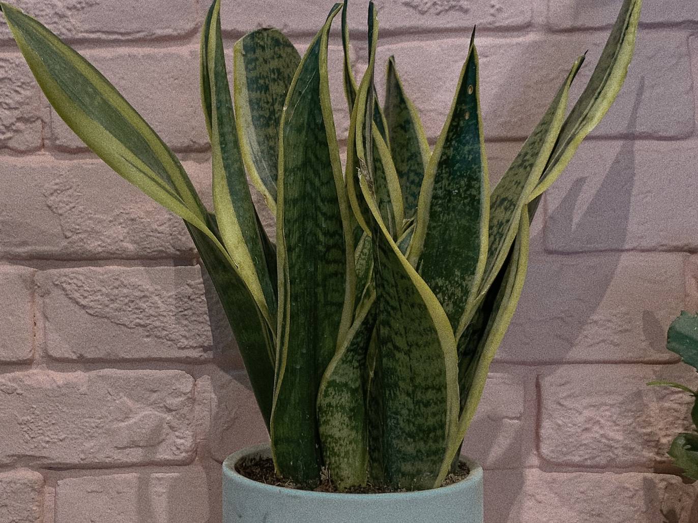 15 Best Plant Shops in Singapore For Starting Your Indoor Garden