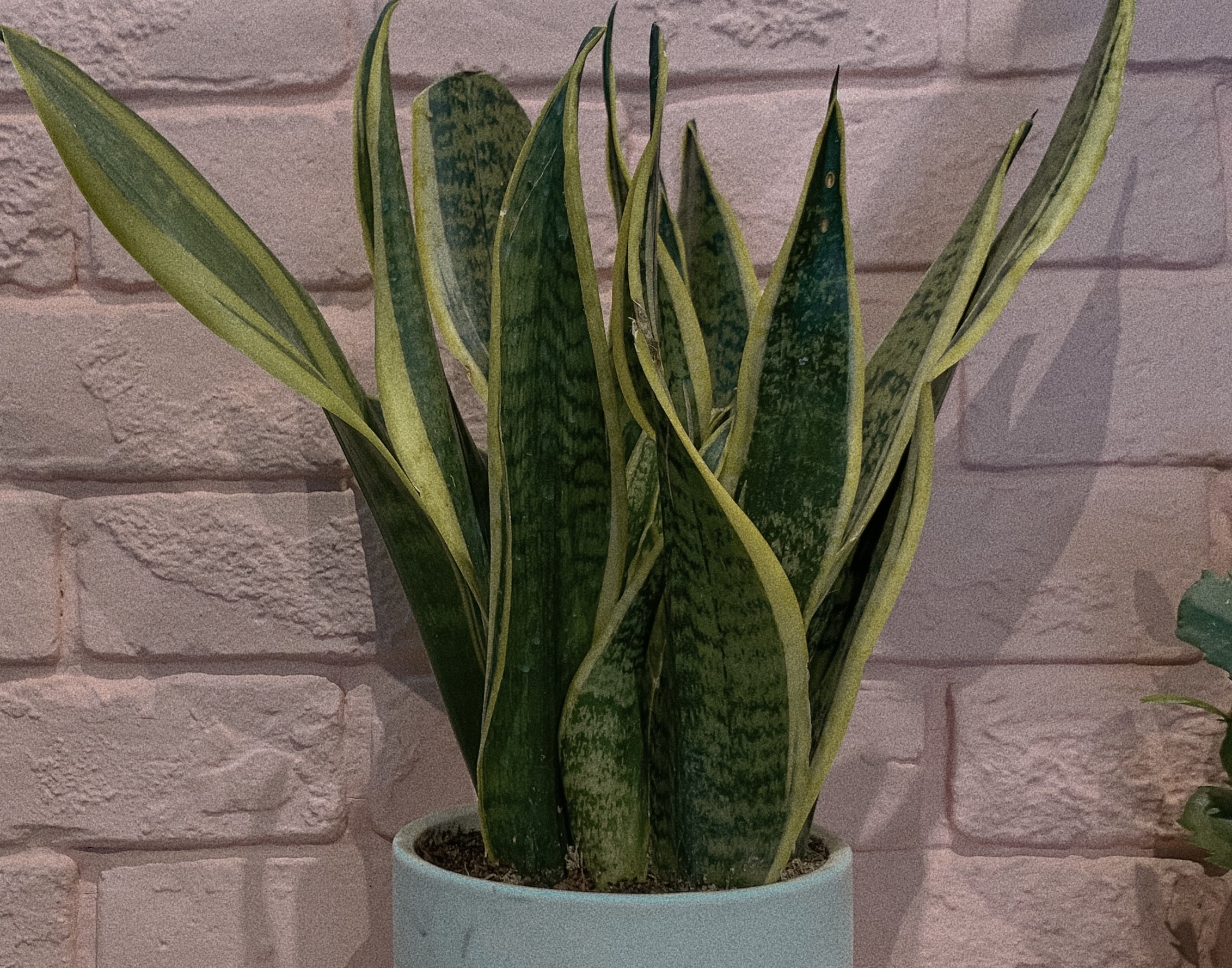 13 Best Plant Shops In Singapore For All Your Gardening Needs
