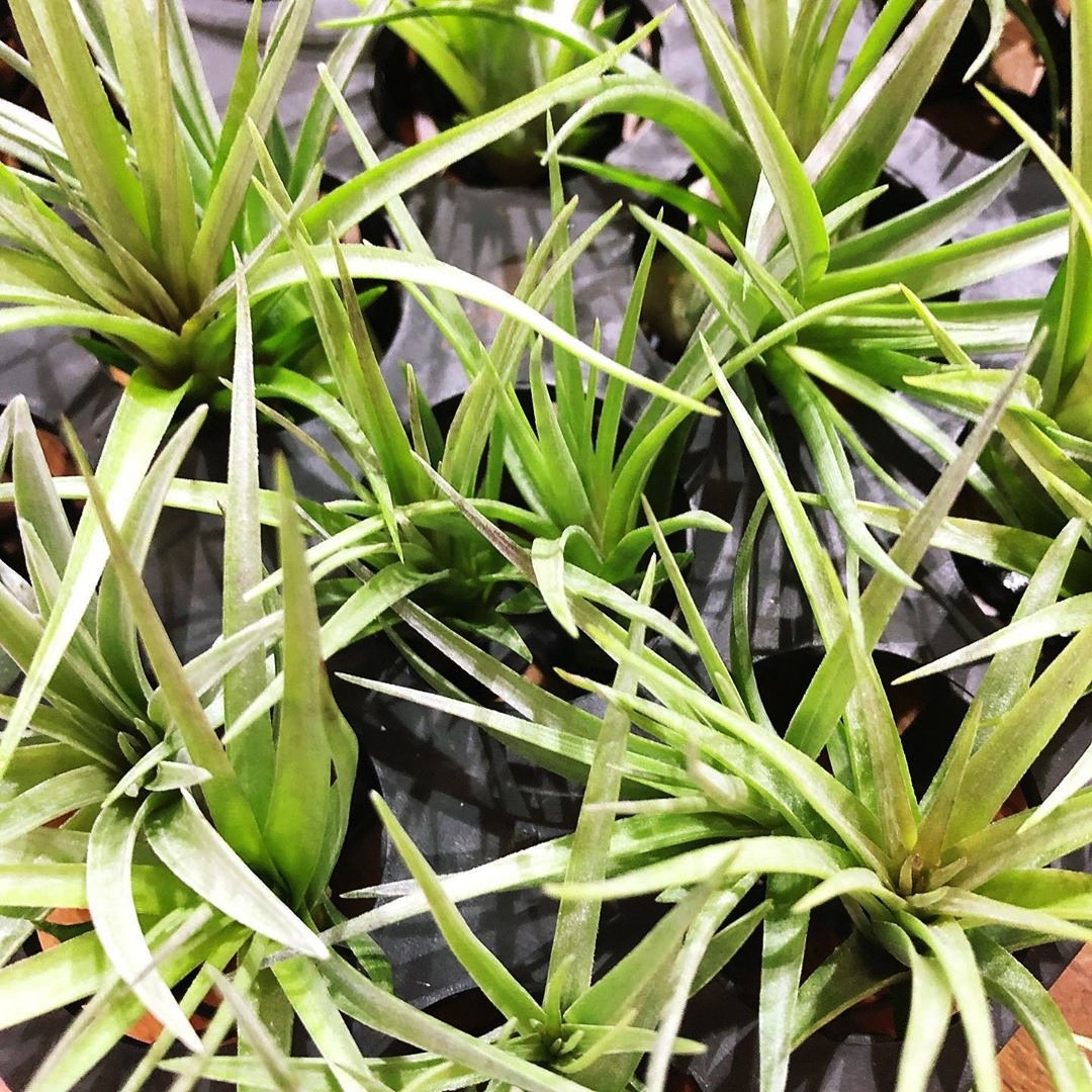 15 Best Plant Shops in Singapore For Starting Your Indoor Garden