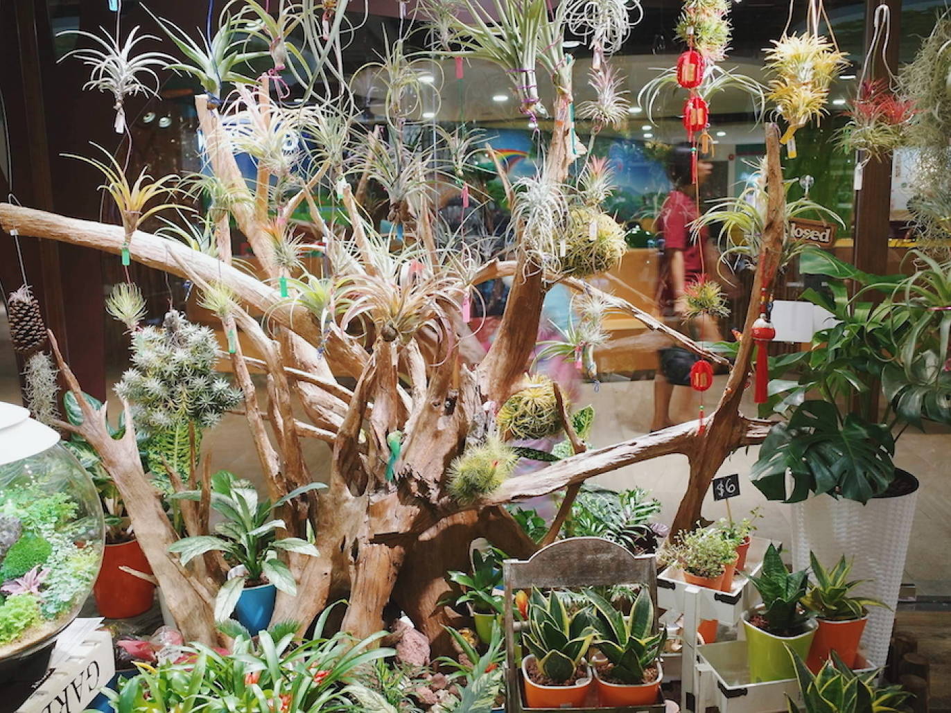 15 Best Plant Shops in Singapore For Starting Your Indoor Garden
