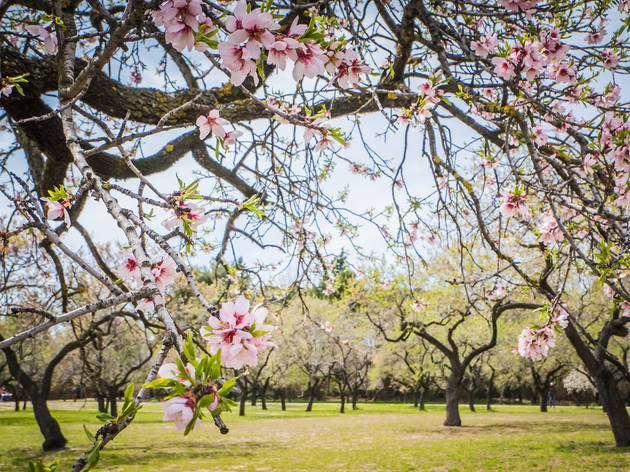 Almendros de la Quinta de los Molinos Almendros de la Quinta de los Molinos