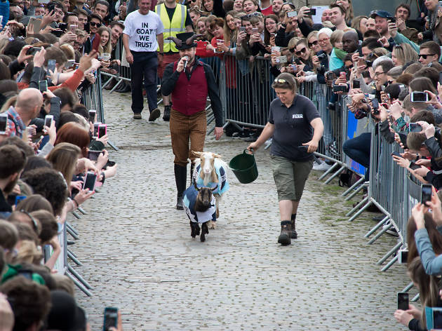 The Oxford v Cambridge Goat Race The Oxford v Cambridge Goat Race