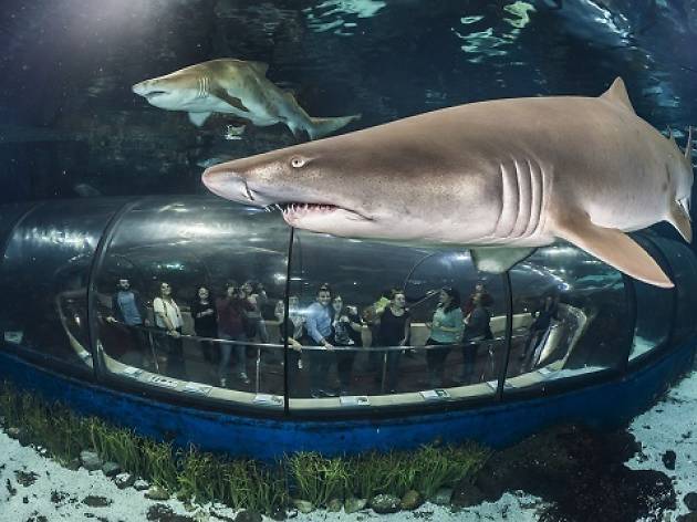 Túnel de tiburones en el Aquarium Túnel de tiburones en el Aquarium