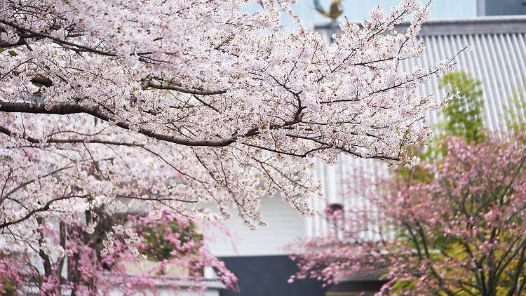 ホテル雅叙園東京 桜のおもてなし