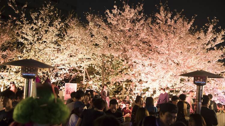 Hanami Experience at Ageha